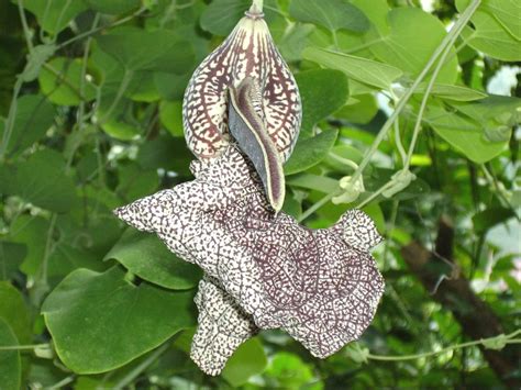 Plantzoin Birthwort Pipevine Aristolochia labiata Hansuli Live Plant ...