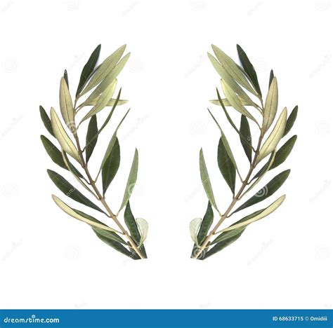 Olive branch stock illustration. Illustration of honor - 68633715