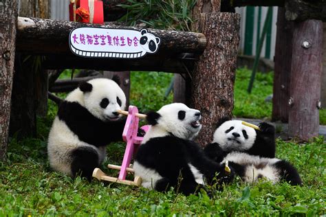 四川卧龙：新生大熊猫宝宝集体过生日 - 中国日报网
