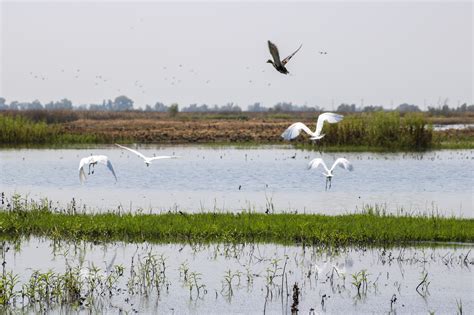 Great egrets fly | FWS.gov