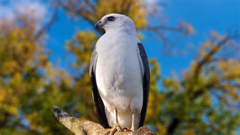 9 Hawks with White Heads (Size, Color, Diet and Habitat)