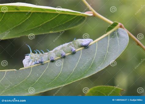 Horrible Caterpillar Leaves. Stock Image - Image of outdoor, scary ...