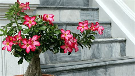 7 of the most expensive plants in India | Architectural Digest India