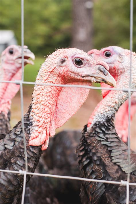 Can Turkeys and Chickens Live Together in a Mixed Flock? - The Little ...