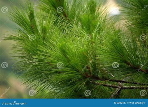 Pine tree leaves stock image. Image of spring, forest - 9322417