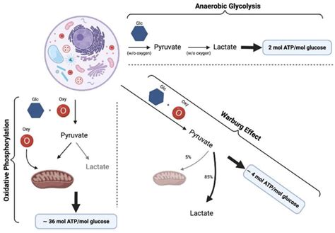 Role of Creatine Supplementation in Conditions Involving Mitochondrial ...