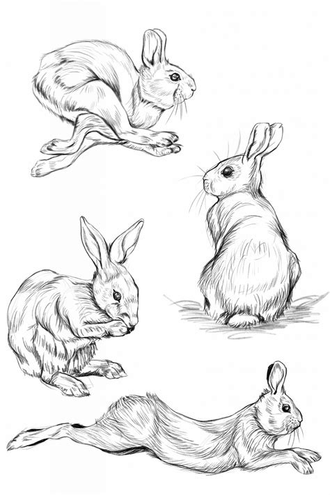 How to Draw a Rabbit - Easy - Step by Step for Beginners Paw Drawing ...