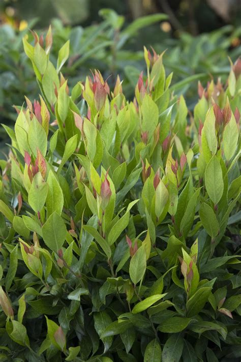 Leafscape™ Little Flames Leucothoe, Monrovia Plant