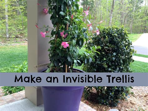 We made an invisible trellis for our climbing mandevilla plant on our ...