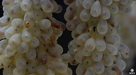Image result for Python Lambda Layer Structure