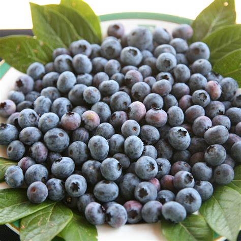 Buy blueberry - mid-season fruiting or Vaccinium 'Bluecrop' blueberry ...