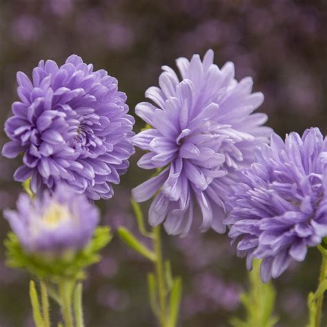 Buy China aster Callistephus chinensis 'Light Blue': Delivery by ...