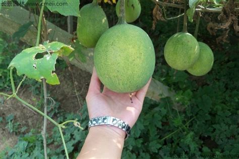瓜蒌种子播种时间几月最佳 多久发芽 种植方法 - 农村网