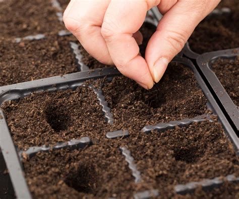 The best soil to start seeds: experts reveal | Homes and Gardens