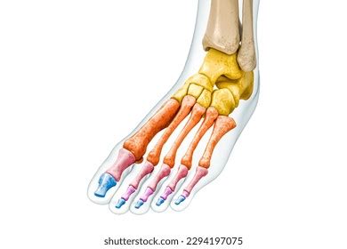 Image result for Front View of Toe