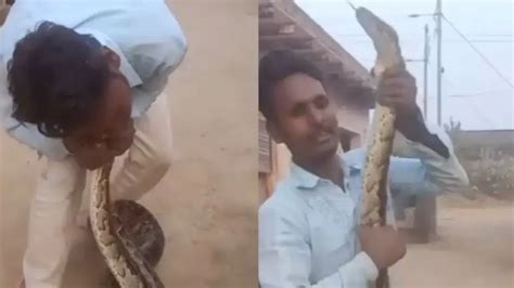 Man plays with huge python; what happens next will shock you; viral video