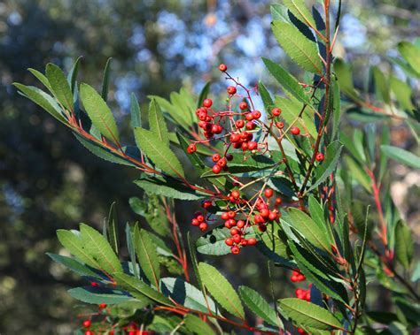 Toyon berries (Heteromeles arbutifolia) - Canopy : Canopy