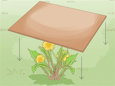How to Kill Dandelions: Organic, Chemical-Free Solutions