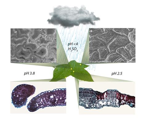 Acid Rain Effects On Plants And Trees