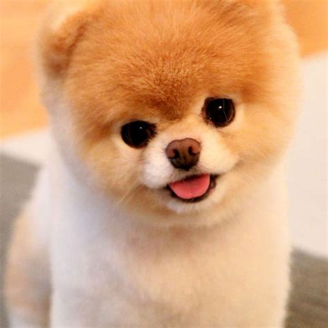The Famous Pomeranian (a type of dog) Boo!!! | Baby animals pictures ...