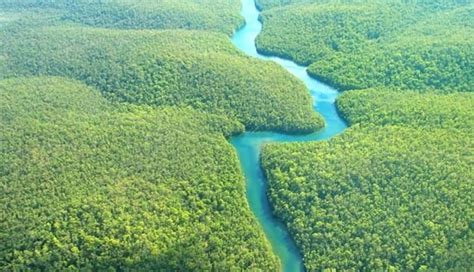 10 Largest Forests in the World - lifeberrys.com