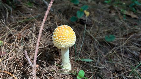 Amanita muscaria var. guessowii : r/AmanitaMuscaria