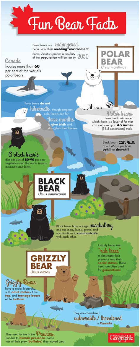 Infographic: Fun facts about Canada's bear species | Canadian Geographic