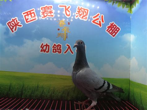陕西赛飞翔赛鸽公棚照片查看-中国信鸽信息网各地公棚