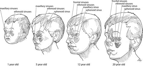 Pediatric Anatomy: Nose and Sinus - Operative Techniques in ...