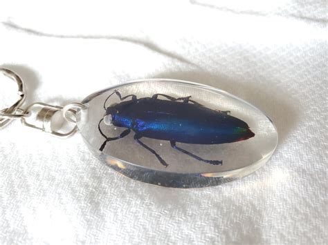 希少 タマムシ 青色 Chrysochroa fulminans キーホルダー | いんどねし屋 - Made in Indonesia by ...