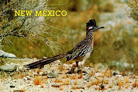 New Mexico State Bird The Roadrunner The Clown Of The Desert | United ...