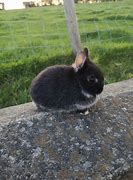Image result for Baby Dwarf Bunny