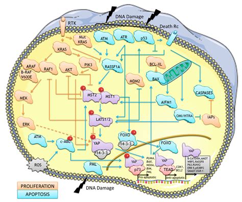 The MST/Hippo Pathway and Cell Death: A Non-Canonical Affair