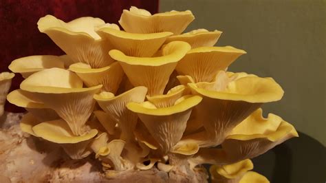 Pleurotus citrinopileatus: Golden Oyster Benefits & Identification