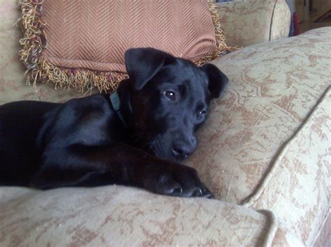 Black Lab Rhodesian Ridgeback Mix For Sale at Milla Kevin blog