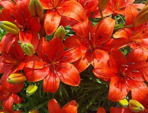 Image result for Spring Flower Types