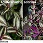 Image result for Pink Wandering Jew Plant