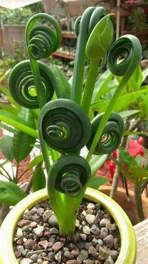 Albuca Spiralis 20 seeds | Etsy | Plants, Succulent gardening, Planting ...