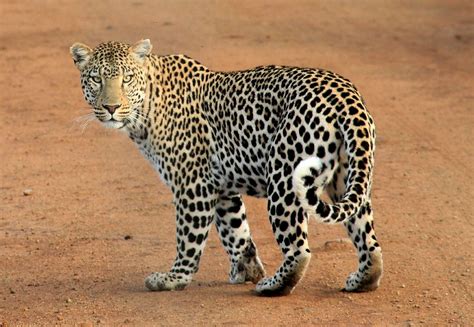 Free Images : animal, wildlife, wild, jungle, feline, predator, fauna ...