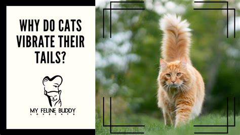 Why Do Cats Vibrate Their Tails? | My Feline Buddy