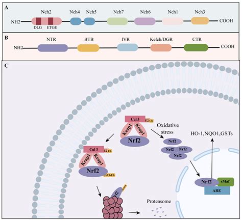 Role of the Nrf2 Signaling Pathway in Ovarian Aging: Potential ...