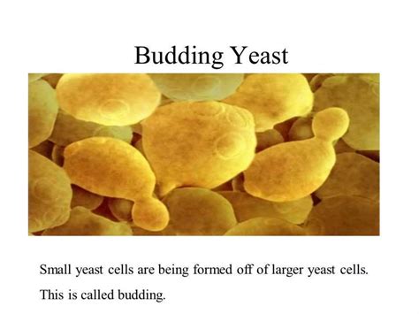 Why Is Yeast Expensive