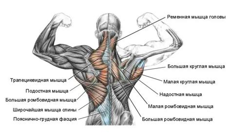 Back Extensor Muscles 的图像结果