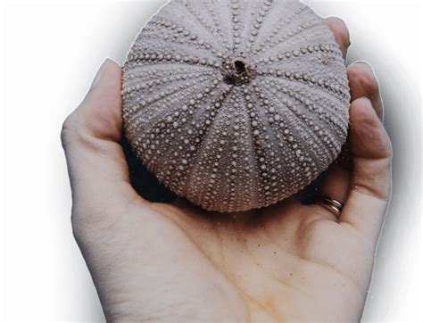 Human Foot Evolution 的图像结果