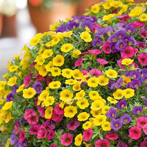 YEGAOL Garden Calibrachoa Seeds - Low Maintenance, Australia | Ubuy