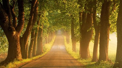 🔥 Free Download Trees Road Wallpaper by @briannamata | WallpaperSafari