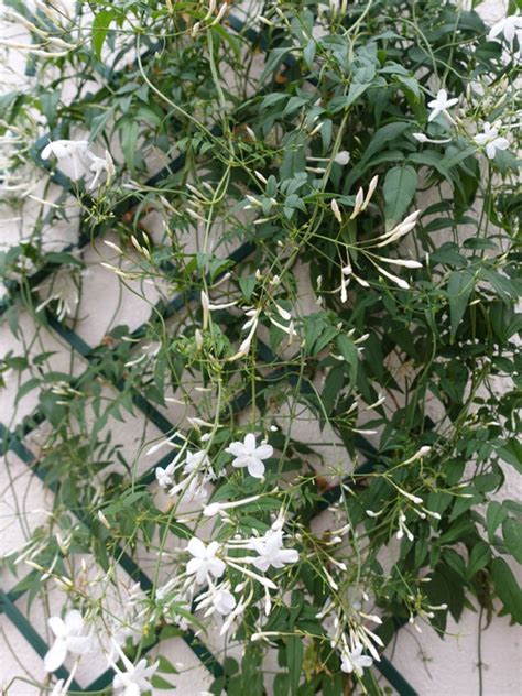 Tips & Information about Jasmine - Gardening Know How