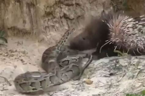 Image result for Porcupine Python