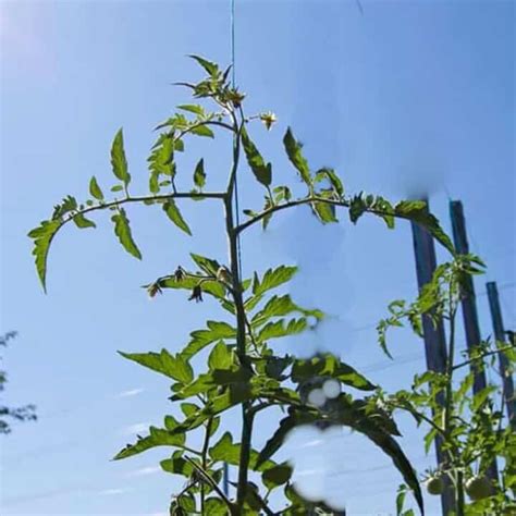 Staking Tomatoes with String 的图像结果