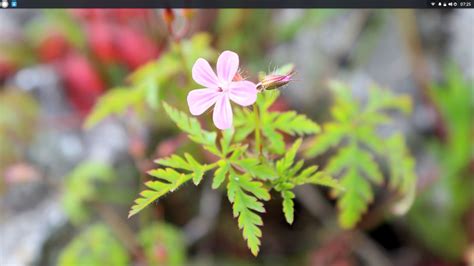 Linux 的图像结果